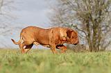 DOGUE DE BORDEAUX 142